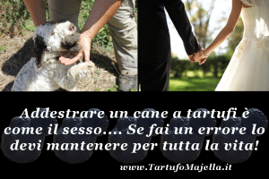 Come Addestrare Cane da Tartufi